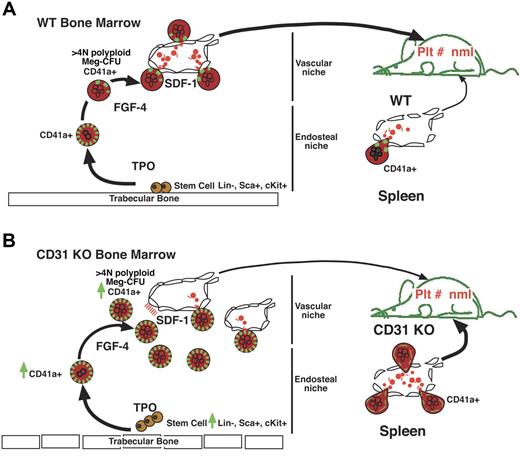 Figure 6. Scheme summarizing the roles of CD31 in megakaryocytopoiesis. CD31 regulates megakaryocytopoiesis in a hierarchic manner (panel A). At a very early stage of megakaryocytopoiesis, CD31 deficiency affects the stem cell niche and subsequent stem cell characteristics (panel B). There is an expanded hematopoietic LSK population and corresponding increased quiescent G0 phase Lin− cell pool in CD31KO marrow. Later, in the absence of CD31, immature megakaryocytes exhibit defects in translocating from the stromal cell niche to the vascular niche, which leads to the accumulation of megakaryocytes in BM. Although the short-term CFU assay suggests decreased functional progenitor cell (progenitor cells with short-term reconstituting capabilities, which represent relatively active cells) number in CD31KO BM, total CD41a+ cells and mature megakaryocytes were increased, which could be the combinatory effect of increased megakaryocytic progenitor cell number (most of them presumed to be quiescent cells with long-term reconstituting capabilities) and migration defects of megakaryocytes in CD31KO BM. Despite the reduction in platelet release caused by the decreased of association between CD31KO megakaryocytes and marrow sinusoidal vasculature, extramedullary splenic megakaryocytopoiesis is enhanced to generate a normal peripheral blood platelet number.