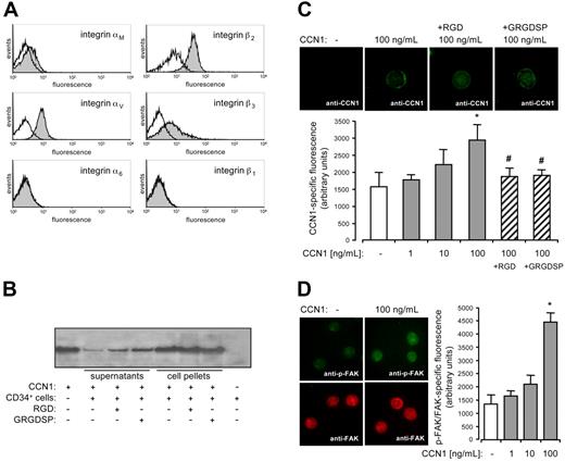 Figure 5. Integrin expression on CD34+ cells and integrin-dependent binding of CCN1 to CD34+ cells. (A) Expression of integrins on CD34+ cells was analyzed by flow cytometry using antibodies against integrins αM, β2, αV, β3, α6, and β1, respectively (filled graphs). Open graphs represent isotype controls. Cells in the histograms are gated for CD34 expression. (B) 1 × 105 CD34+ cells pretreated with 1 mM RGD peptides (RGD and GRGDSP) or left untreated were incubated with 50 ng of CCN1 for 4 hours. After centrifugation of the cells supernatants and cell pellets were subjected to Western blot analysis using antibodies against CCN1. One representative blot of 3 independent experiments is shown. (C) Immunofluorescent staining of CD34+ cells with an antibody against CCN1 in the absence or after preincubation with 1, 10, and 100 ng/mL CCN1 and/or with 1 mM RGD peptides (RGD and GRGDSP) for 30 minutes followed by several washing steps. Immunofluorescence was significantly increased compared with conditions without CCN1 (*P < .01) and significantly reduced by RGD-peptides compared with 100 μg/mL CCN1 (#P < .05). Data represent the mean (± SEM) immunofluorescence of 25 to 50 analyzed cells per condition. (D) Immunofluorescent staining of CD34+ cells in the absence (control) or after 30-minute stimulation with 1, 10, and 100 ng/mL CCN1 using antibodies against phosphorylated focal adhesion kinase (p-FAK, Ser722) or focal adhesion kinase (FAK). p-FAK-specific immunofluorescence was normalized to FAK-specific immunofluorescence. Immunofluorescence was significantly increased compared with conditions without CCN1 (*P < .01). Data represent the mean (± SEM) immunofluorescence of 25 to 50 analyzed cells per condition.