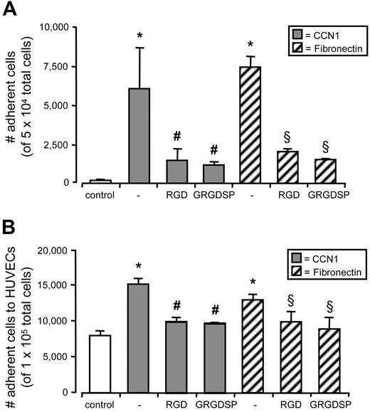 Figure 6. CCN1 induced adhesion of CD34+ cells is integrin-dependent. (A) CD34+ cells were preincubated with 1 mM RGD peptides (RGD and GRGDSP) or left untreated. Cells (5 × 104) were added to uncoated wells (control) and wells coated with 1 μg/mL CCN1 or 1 μg/mL fibronectin and subjected to adhesion for 4 hours. Nonadherent cells were washed, and adherent cells were counted microscopically. (B) CD34+ cells were labeled with TAMRA, left untreated (control) or preincubated with 1 μg/mL CCN1 or 1 μg/mL fibronectin and/or with 1 mM RGD peptides (RGD and GRGDSP). Cells (1 × 105) were added to confluent HUVEC monolayers and subjected to adhesion for 4 hours. Nonadherent cells were washed, and adherent cells were identified by TAMRA fluorescence and counted microscopically. Increase in cell adhesion was significantly different from control (*P < .05) and significantly reduced compared with CCN1 alone (#P < .05) and fibronectin alone (§P < .05). Data represent the mean (± SEM) of at least 3 independent experiments.