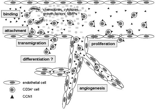 Figure 7. CCN1—mode of action. Schematic model of CCN1 effects on circulating CD34+ cells and endothelial cells.