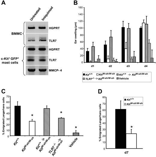 Figure 1. Dermal mast cells activated via TLR7 are critical for the early onset of inflammation and promote emigration of LCs. (A) Total RNA from BMMCs and c-Kit+GFP+ dermal mast cells isolated from 4get mice was analyzed for the expression of the indicated mRNA species. BMMCs were left untreated or incubated in the presence of 10 μg/mL imiquimod for 16 hours. c-Kit+GFP+ cells were isolated from naive mice or following daily topical treatment with imiquimod on 2 consecutive days. HGPRT served as housekeeping gene transcript and mouse mast-cell protease 4 as positive control expressed by connective tissue–type mast cells.33 Representatives of 3 independent experiments with equivalent results. (B) Ears of wild-type (Kit+/+), mast-cell–deficient (KitW-sh/W-sh), and mast-cell–deficient mice that had previously been reconstituted (indicated by an arrow) with BMMCs from either wild-type or TLR7-deficient mice were treated daily with imiquimod (starting on day 0). The contralateral ear of each animal was treated with vehicle. Ear swelling was measured and the indicated values refer to the ear thickness at the beginning of the experiment. (C) At the end of the experiment shown in panel B, epidermal sheets were prepared and stained for MHC class II+ LCs. The values shown for LC migration refer to the reduction in LC numbers compared with the untreated contralateral ears. (D) Epidermal sheets from Kit+/+ and KitW-sh/W-sh mice were stained for LCs on day 7 after daily treatment with imiquimod. Shown are the means (± SD) from 4 to 5 mice per condition. *P < .01 versus Kit+/+.