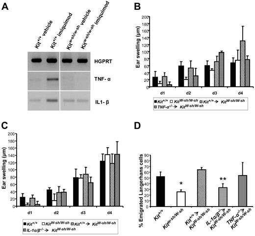 Figure 2. Mast-cell–derived cytokines boost inflammation and emigration of LCs. (A) Two hours after application of either imiquimod or vehicle, RNA was prepared from the ears and analyzed using RT-PCR. Representative of 3 experiments with equivalent results. (B-D) These experiments were performed as described in Figure 1 to examine the role of mast-cell–derived TNF-α (B) and IL-1 (C) on inflammation and emigration of LCs (D). Shown are the means (± SD) from 4 to 5 mice per condition. *P < .01 and **P = .015 versus Kit+/+.