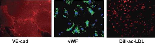 Figure 1. Isolated hESC-derived endothelial cells (PECAM1+ cells). The cells were grown in culture for up to 7 passages. Cells are stained with VE-cad (original magnification, × 1000; 100×/1.40 oil-immersion objective lens) and VWF (original magnification, × 400; 40×/1.3 objective lens) and show the uptake of Dil-labeled acetylated low-density lipoprotein (Dil-Ac-LDL; original magnification, × 200; 20×/0.5 NA air objective lens). Micrographs were taken at 25°C using a fluorescent motorized microscope (Axiovert 200; Carl Zeiss, Oberkochen, Germany) equipped with an Orca digital camera (Hamamatsu Photonics, Tokyo, Japan). OpenLab (ImproVision, Coventry, United Kingdom) and Fluoromount were used as imaging software and medium, respectively.