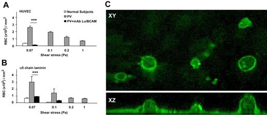 Figure 5. Inhibition of PV RBC adhesion to HUVECs or α5 chain laminin by mAb against Lu/BCAM measured under flow conditions. (A) Anti-Lu/BCAM inhibited the adhesion of PV RBCs to HUVECs at different shear stresses, and the inhibition at 0.07 Pa is highly significant (***P < .001; n = 6). (B) When HUVECs were replaced by α5 chain laminin, a known ligand of Lu/BCAM, anti-Lu/BCAM inhibited PV RBC adhesion (***P < .001; n = 6). (C) α5 chain laminin expression by HUVECs visualized by immunofluorescence and confocal microscopy. Top panel x-y horizontal plane and bottom panel x-z vertical section (magnification, × 100 000) exhibited the presence of α5 chain laminin at the cell membrane on apical and basal surfaces. No staining was visible with an isotype-matched mouse IgG2a. Bars denote SEM.