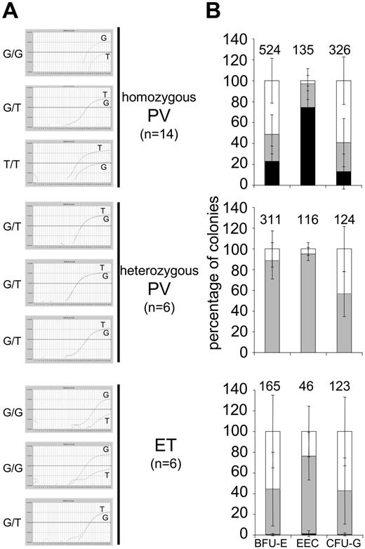Figure 1. Clonal genotypic patterns of erythroid and granulocytic progenitors from ET and PV patients. Bone marrow CD34+ cells from PV and ET patients were seeded in methylcellulose in the presence or absence of Epo or G-CSF. Erythroid and granulocytic colonies were picked on day 14 and genotyped by real-time PCR. Mixed profiles of JAK2 617V>F homozygous, heterozygous, and normal colonies were called homozygous profiles. Patterns with heterozygous and normal colonies and without any homozygous colonies were called heterozygous profiles. (A) Detection of the JAK2 1849G>T (617V>F) mutation by real-time PCR. The results of 3 representative erythroid colonies from one PV patient with a homozygous JAK2 617V>F profile (homozygous PV), one PV patient with a heterozygous profile (heterozygous PV), and one ET patient (ET) are shown. The plots represent the fluorescence curves resulting from the amplification of the JAK2 mutated (T) and JAK2 wild-type (G) alleles. The genotype of each colony is indicated to the left of the amplification plots: G/G, wild-type colony; G/T, colony with heterozygous mutation; T/T, colony with homozygous mutation. (B) Histograms showing the mean percentages of JAK2 617V>F homozygous (■), heterozygous (▩), and JAK2 wild-type (□) colonies from 14 PV patients with a homozygous profile (homozygous PV), 6 PV patients with a heterozygous profile (heterozygous PV), and 6 ET patients. Numbers above the bars indicate the total number of colonies that were genotyped. Error bars indicate SEM. Note the high percentage of mutated erythroid and granulocytic colonies in heterozygous PV samples.