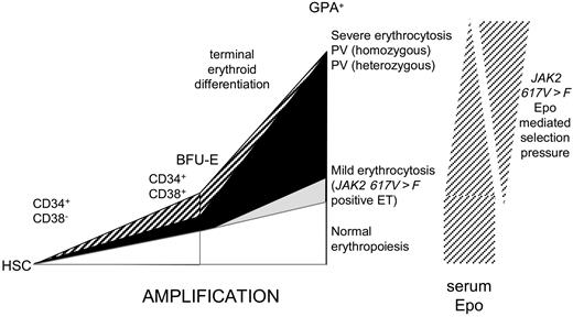 Figure 6. Model of erythroid amplification and selective advantage for JAK2 617V>F–positive ET and PV patients. The left diagram shows a model of erythropoiesis from the hematopoietic stem cells (HSC) to the mature erythroblasts (GPA+) via CD34+CD38− immature progenitor cells, CD34+CD38+ and BFU-E committed progenitor cells. In comparison with normal erythropoiesis (white diagram), a moderate late amplification driven by a low percentage of heterozygous mutant cells leads to mild erythrocytosis in ET (gray diagram), whereas major amplification of the terminal erythroid differentiation due to the presence of homozygous subclones is observed in homozygous PV (black diagram). Most BFU-E from PV patients with a heterozygous profile (hatched diagram) are mutated. Thus, selective amplification may occur upstream from this stage of differentiation. Further terminal erythroid amplification of the predominant mutated clone results in severe erythrocytosis. The right diagram shows the selective pressure due to the decrease in the level of serum Epo caused by erythrocytosis.