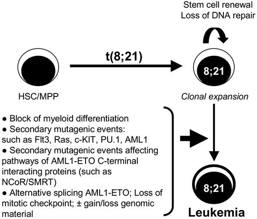 Figure 3. Diagram of the multistep leukemogenesis process associated with t(8;21). This model shows that after the initial event of t(8;21) within the hematopoietic stem cells (HSC) or multipotential progenitor (MPP), the cells will initially expand by the stem cell renewal program induced by the AML1-ETO fusion proteins associated with a block in myeloid differentiation. The loss of DNA repair mechanisms elicited by AML1-ETO creates an ideal environment for the acquisition of additional transforming mutagenic events such as FLT3 and Ras or deregulation of the NCoR/SMRT pathway. However, the appearance of alternative splice variants such as AML1-ETO9a may contribute to the speed of transformation or may even cooperate with AML1-ETO, being itself a secondary event by deregulated alternative splicing. The expression of AML1-ETO isoforms may also further aid in the gain and/or loss of genomic material often observed in t(8;21) leukemia through the deregulation of the mitotic checkpoint.