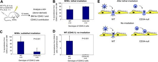Figure 1. CD34 is required for engraftment of nonlethally irradiated recipients. (A) Schematic of experimental design. 5 × 106 E15 FTLs of each genotype were injected into irradiated W/Wv recipients. wt cells (bearing the CD45.1 allotypic marker) were injected competitively with cd34−/− or wt (control) cells (CD45.2), and donor-derived (c-kit+) BM cells were analyzed for relative contributions 12 weeks after transplantation. (B) CD34 was not required for reconstitution of W/Wv mice pretreated with high-dose irradiation. Error bars represent SD. (C) cd34−/− cells were at a significant disadvantage in sublethally irradiated W/Wv recipients (combined data from 2 experiments; P = .001). Error bars represent SD. (D) cd34−/− cells did not contribute to long-term engraftment of nonirradiated wt recipients (P = .001). 107 CD45.2 (wt or cd34−/−) cells were injected into nonirradiated wt (CD45.1) recipients, and donor-derived cells in peripheral blood were quantitated 12 weeks after transplantation based on CD45.2 expression. Error bars represent SD. (E) Proposed model demonstrating the effect of irradiation on the BM microenvironment and its effect on reconstitution by wt or cd34−/− cells. Lethal irradiation creates gaps between vascular endothelial cells, which allow extravasation of cells regardless of CD34 expression. In nonirradiated recipients, the vasculature remains intact, and the antiadhesiveness of CD34 enables transmigration. This is blocked in the absence of CD34.