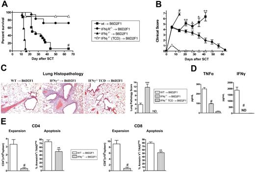 Figure 1. Donor-derived IFNγ prevents GVHD independently of effects on donor cells. Splenocytes from G-CSF–mobilized wt, IFNγ−/−, and IFNγR−/− B6 donors were transplanted into irradiated (1100 rad) B6D2F1 recipients (n = 18 per group). TCD splenocytes from IFNγ−/− donors were transplanted into B6D2F1 recipients (n = 10) as non-GVHD controls. Data pooled from 2 identical experiments. (A) Survival determined by Kaplan-Meier analysis. #P < .001, recipients of IFNγ−/− versus wt donor grafts and IFNγR−/− versus wt. (B) GVHD clinical scores were determined as a measure of GVHD severity in surviving animals. #P < .001, recipients of IFNγ−/− versus wt donor grafts and IFNγR−/− versus wt. **P < .01 and *P < .05, recipients of wt grafts versus IFNγR−/− donor grafts. Data expressed as means ± standard error (SE). (C) Semiquantitative histopathology and representative images (100 ×) of lung 14 days after BMT in recipients of wt (n = 7), IFNγ−/− (n = 8), and IFNγ−/− TCD grafts (n = 4). Data expressed as means ± SE of individual animals. ***P < .001, wt versus IFNγ−/− grafts. (D) TNFα and IFNγ levels in sera of recipients of wt (n = 10), IFNγ−/− (n = 10), and IFNγ−/− TCD (n = 4) grafts 7 days after SCT. Data expressed as means ± SE of individual animals. ND indicates not detected. #P < .001, wt versus IFNγ−/− grafts. (E) Donor CD4 and CD8 T-cell expansion and proportions of apoptosis within spleen of recipients of wt (n = 8) and IFNγ−/− (n = 9) grafts 14 days after SCT. Data expressed as means ± SE of individual animals. #P < .001, **P < .01.