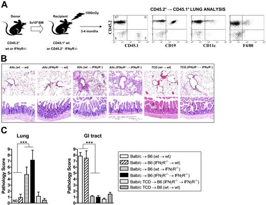 Figure 6. IFNγ differentially controls IPS and GVHD of the GI tract by direct signaling through nonhematopoietic host tissue. (A) Mixed chimeric mice were generated by transplanting wt or IFNγR−/− bone marrow into irradiated (1000 rad) wt or IFNγR−/− recipients as described in “Materials and methods.” After 3 months, these chimeric mice were phenotyped using CD45.1/CD45.2 disparity to ensure APCs (F4/80+ macrophages, CD19+ B cells, and CD11c+ DCs) had fully reconstituted as donor within lung tissue. The mixed chimeric B6 mice were then used as recipients (conditioned with 950 rad total body irradiation and given transplants of G-CSF–mobilized Balb/c donor splenocytes). In some cases, TCD splenocytes were transplanted as non-GVHD controls. (B) Representative lung (top) or GI tract (bottom) in the recipient chimeras (100 ×). (C) Semiquantitative histologic analysis of transplant chimera recipients as described in “Materials and methods.” Data represent mean plus or minus SE of individual animals combined from 2 replicate experiments. n = 6-15 in T-cell–replete groups and n = 4-7 in TCD groups. ***P < .001, wt → wt and IFNγR−/− → wt versus wt → IFNγR−/− and IFNγR−/− → IFNγR−/− as shown. ND indicates no pathology detected.