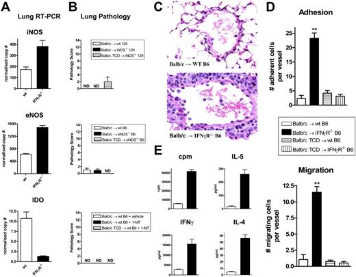 Figure 7. Host-derived nitric oxide synthase and IDO do not contribute to IPS. (A) iNOS, eNOS, and IDO transcript levels were determined by real-time PCR in lungs from wt and IFNγR−/− recipients of allogeneic Balb/c grafts 3 days after SCT. Results normalized to β2 microglobulin and expressed as means ± SE of duplicates from individual animals (n = 3 per group). (B) Semiquantitative lung histology in wt and iNOS−/− recipients or wt and eNOS−/− recipients of Balb/c grafts 9 days after SCT (n = 8 per group). Non-GVHD controls received TCD grafts (n = 4). A cohort of wt recipients of allogeneic T-cell–replete grafts were implanted with slow release pellets containing the IDO inhibitor 1-MT or vehicle as described in “Materials and methods” (n = 9 per group). Non-GVHD controls received TCD grafts in conjunction with slow release pellets containing 1-MT (n = 3). ND indicates no pathology detected. Data expressed as means plus or minus SE of individual animals, combined from 2 experiments. (C) Representative hematoxylin and eosin–stained images of lung venules from wt and IFNγR−/− recipients given transplants of T-cell–replete grafts demonstrating leukocyte adhesion and migration across the endothelium in the IFNγR−/− recipients (400 ×). (D) Quantitative analysis of leukocyte adhesion and transmigration within lung venules in wt and IFNγR−/− recipients of T-cell–replete or TCD grafts (n = 5-6 per group). Data are means plus or minus SE of individual animals where the mean number of adherent and transmigrating leukocytes was determined in 10 venules per lung. **P < .01, wt versus IFNγR−/− recipients. (E) Purified donor (H-2Dd+) CD4+ T cells were sort-purified (> 95%) from the lungs of wt (□) or IFNγR−/− (■) recipients and restimulated with purified allogeneic DCs. Proliferation was determined by 3H incorporation 60 hours later and IFNγ, IL-5, and IL-4 were measured in supernatants by cytokine bead array. Data are means plus or minus SE of triplicate wells and is 1 of 2 replicate experiments. ND indicates not detected.