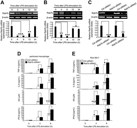 Figure 1. Silencing of Rab7b expression promotes LPS-induced production of proinflammatory mediators in macrophages. Rab7b expression was regulated by LPS. (A) Peritoneal macrophages and (B) Raw 264.7 cells were treated with 100 ng/mL LPS as indicated. Expression level of Rab7b was examined by both RT-PCR (upper panels) and quantitative PCR (lower panels). For quantitative PCR, the results were presented as folds expression of Rab7b mRNA to that of β-actin. (C) Efficiency of transient Rab7b silencing. 1.5 × 105 mouse peritoneal macrophages were transfected with 0.1 nM control small RNAs (Ctrl siRNA1 and Ctrl siRNA2) or Rab7b siRNA (Rab7b siRNA1 and Rab7b siRNA2); 48 hours later, the efficiency of silencing was examined by either RT-PCR (upper panel) or quantitative PCR (lower panel). Results were presented as described for panels A and B. (D) Production of proinflammatory mediators by Rab7b-silenced peritoneal macrophages and (E) Raw 264.7 cells after LPS treatments. Cells were silenced with small RNAs as described for panel C, and the proinflammatory mediators were measured either by enzyme-linked immunoassay (for TNF-α, IL-6, and IFN-β), or Griess reaction assay (for NO). Similar results were obtained in 3 independent experiments. Data are presented as means (± SE). ▴P < .05; *P < .05; **P < .01; ***P < .001.