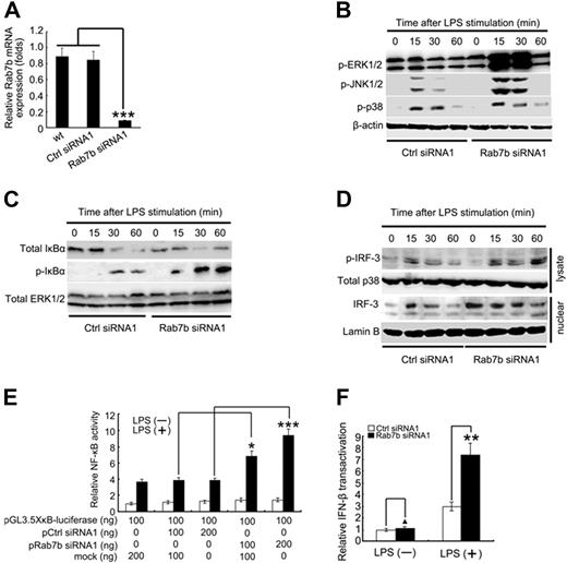 Figure 2. Silencing of Rab7b expression promotes LPS-initiated signaling pathways in macrophages. (A) Stable silencing of Rab7b expression in Raw 264.7 cells. Raw 264.7 cells were transfected with plasmids encoding small RNAs (Ctrl siRNA1 and Rab7b siRNA2), and selected under 600 μg/mL neomycin. The efficiency of silencing was evaluated by quantitative PCR as described in Figure 1A-C. (B) Western blotting assay of MAPK and (C) NF-κB activation after LPS treatments. Control (Ctrl siRNA1)-stably silenced or Rab7b (Rab7b siRNA1)-stably silenced Raw 264.7 cells were treated with 100 ng/mL LPS as indicated. Then cell lysates were prepared and blotted with indicated Abs. (D) Western blotting assay of IRF-3 activation after LPS treatments. Cells in panels B and C were extracted for lysates and nuclear proteins. Then p-IRF-3 contained in lysate (lysate) and total IRF-3 contained in the nuclei (nuclear) were examined by Western blotting. In panels B-D, total ERK1/2, p38, and β-actin contained in lysates as well as Lamin B contained in nuclear fractions were probed as quantitative controls. (E) NF-κB and (F) IFN-β luciferase reporter assay. RAW264.7 macrophages in 24-well plates were transiently cotransfected with 10 ng of pTK–Renilla-luciferase, and indicated amounts of GL3.5XκB-luciferase or IFN-β luciferase reporter plasmids and silencing vectors (pCtrl siRNA1 or pRab7b siRNA1). Total amounts of plasmid DNA were equalized using corresponding control vector (mock). After 24 hours of culture, the cells were stimulated with 100 ng/mL LPS for 8 hours. NF-κB luciferase activity (E) and IFN-β luciferase activity (F) were measured using the Dual-Luciferase Reporter Assay System, normalized by Renilla luciferase activity, expressed as fold induction relative to the activity in unstimulated cells transfected with control vector. In panels E and F, data are shown as mean (± SE) of triplicate samples. Similar results were obtained in 3 independent experiments. ▴P < .05; *P < .05; **P < .01; ***P < .001.