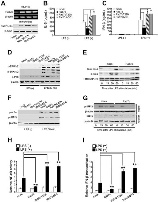 Figure 3. Overexpression of Rab7b inhibits LPS-induced production of proinflammatory mediators and LPS-initiated signaling pathways in macrophages. (A) Stable overexpression of His-tagged Rab7b and Rab7b mutants in Raw 264.7 cells. Raw 264.7 cells were transfected with plasmids encoding His-tagged Rab7b, Rab7bT22N, and Rab7b▵CC, and selected under 600 μg/mL neomycin. The stable transfectants were confirmed by RT-PCR (top 2 panels) and Western blotting (bottom 2 panels) using anti-His Ab. (B) Enzyme-linked immunoassay assay of IL-6 and (C) IFN-β production by the indicated Rab7b transfectants after LPS treatments. Cells (2 × 105/well) were treated with 100 ng/mL LPS for 8 hours. The supernatants were then collected and the concentration of (B) IL-6 and (C) IFN-β evaluated by enzyme-linked immunoassay. (D) Western blotting assay of MAPK (E,F), NF-κB, and (F,G) IRF-3 activation after LPS treatments. Raw 264.7 stable transfectants were treated with 100 ng/mL LPS as described for Figure 1B-D. Cell lysates and nuclear proteins were then prepared and blotted with indicated Abs. Total ERK1/2 and β-actin contained in lysates as well as Lamin B contained in nuclear fractions were probed as quantitative controls. (H) NF-κB and (I) IFN-β luciferase reporter assay. RAW264.7 macrophages in 24-well plates were transiently cotransfected with 10 ng of pTK–Renilla-luciferase, and indicated amounts of GL3.5XκB-luciferase or IFN-β luciferase reporter plasmids and Rab7b (mutants)-overexpressing vectors. Luciferase activity was then determined and presented as that described for Figure 2E,F. In panels B, C, H, and I, data are shown as mean (± SE) of triplicate samples. Similar results were obtained in 3 independent experiments. *P < .05; **P < .01.