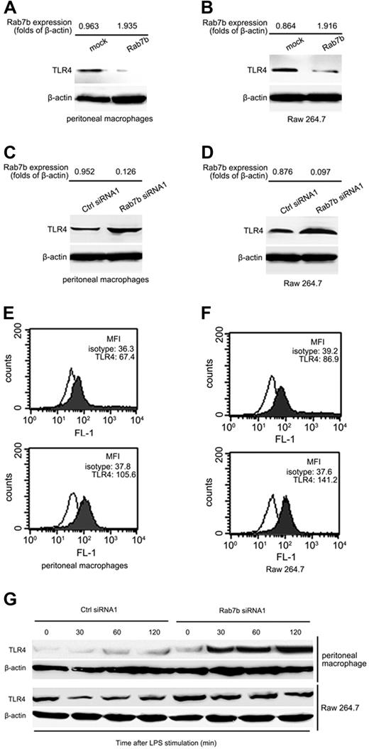 Figure 4. Rab7b negatively regulates the TLR4 expression. (A,B) Western blotting assay of TLR4 expression in Rab7b-overexpressed or (C,D) Rab7b-silenced peritoneal macrophages (A,C) and Raw 264.7 cells (B,D). Stable Raw 264.7 transfectants (B,D) and murine peritoneal macrophages (A,C) transiently transfected with indicated vectors were prepared for cell lysates and TLR4 expression examined by Western blotting using anti-TLR4 Ab. β-actin was used as quantitative control. The expression level of Rab7b by these transfectants was determined by quantitative PCR, and the mean folds of Rab7b mRNA level to that of β-actin were shown at the top of each panel. (E,F) FACS assay of TLR4 expression on plasma membrane of Rab7b-silenced (lower panels) or control vector-silenced (upper panels) murine peritoneal macrophages and Raw 264.7 cells. TLR4 expression on plasma membrane was evaluated by labeling cells with phycoerythrin-conjugated TLR4 Ab. The mean fluorescence intensity (MFI) was also shown at the upper right corner of each panel. (G) Dynamic changes of TLR4 expression in Rab7b-silenced peritoneal macrophages and Raw 264.7 cells after LPS treatments. Cells were transiently transfected with control silencing small RNAs (Ctrl siRNA1) or Rab7b silencing small RNAs (Rab7b siRNA1); 48 hours later, cells were treated with 100 ng/mL LPS. TLR4 contained in cell lysates were examined by Western blotting using TLR4 Ab. β-actin was used as quantitative control. Similar results were obtained in 3 independent experiments.