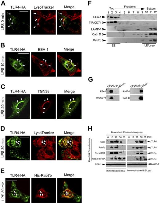 Figure 6. TLR4 is internalized and transported to Rab7b-positive compartments after LPS treatment. (A-D) TLR4 translocation after LPS treatments. Raw 264.7 cells were transiently transfected with TLR4-HA vector; 48 hours later, the cells were left untreated or treated with 100 ng/mL LPS for indicated period. The subcellular localization of TLR4 was examined after immunostaining for TLR4 and indicated compartments markers under confocal microscopy. (E) Colocalization of TLR4 with Rab7b after LPS treatment. Raw 264.7 cells were transiently cotransfected with TLR4-HA with His-Rab7b plasmids, and treated with 100 ng/mL LPS for 30 minutes to 1 hour. Then the cells were immunostained with anti-HA Ab and anti-His Ab, manifested with Orange Green 488-conjugated or Alexa Fluo 555-conjugated secondary Ab. Representative images are shown in (A-E). (Bar = 100 μm) (F) Subcellular fractionation of Rab7b-overexpressed Raw 264.7 cells. Raw 264.7 cells stably overexpressing Rab7b were fractionated for early endosomes (EE) and late endosomes/lysosomes (LE/Lyso). Distribution of specific markers as well as Rab7b in each fraction was examined by Western blotting. (G) Immunoisolation of EE and LE/Lyso. Fractions obtained in (F) were pooled for immunoisolation of EE (fractions 1-4) and LE/Lyso (fractions 8-12). The EE was enriched by using anti-TfR/CD71 Ab while LE/Lyso was enriched by using anti-LAMP-1 Ab. Rabbit IgG was used as negative control. The immunoisolated organelles were examined for indicated markers, showing the specificity of immuno-isolated EE and LE/Lyso. (H) Dynamic translocation of TLR4 from EE to LE/Lyso after LPS treatments. The indicated transfectants were treated with 100 ng/mL LPS for indicated time periods, and the EE and LE/Lyso organelles were immunoisolated and subjected to Western blot assay of TLR4 expression. EEA-1 and LAMP-1 were examined to determine the loading quantity of the immunoisolated organelles. Similar results were obtained in 3 independent experiments.