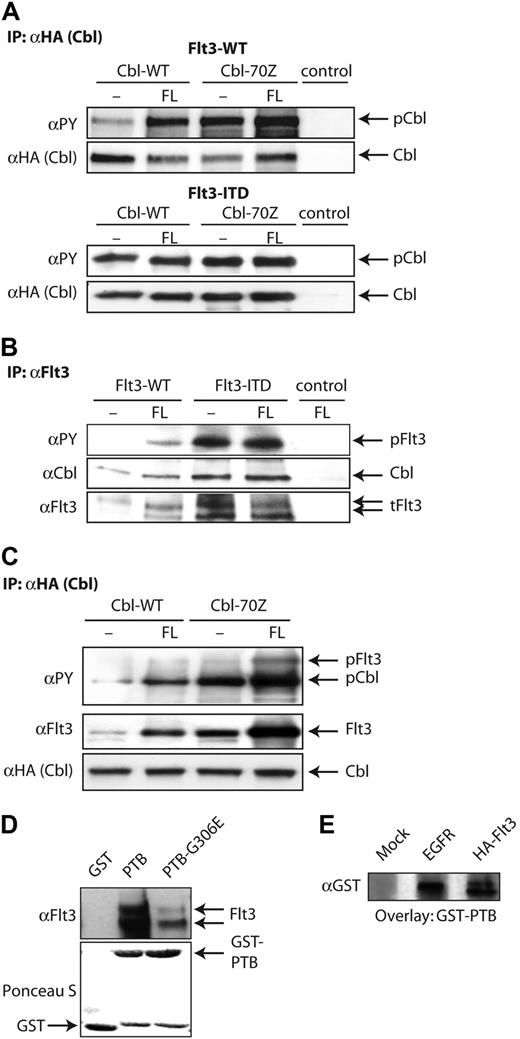 Figure 1. Flt3 phosphorylates and physically interacts with c-Cbl. (A) c-Cbl is phosphorylated upon Flt3 activation. The 32D-Flt3-WT or 32D-Flt3-ITD cells stably transfected with HA-tagged Cbl-WT or Cbl-70Z were starved from IL-3 for 12 hours, and were subsequently exposed to Flt3-ligand (FL) for 10 minutes where indicated. Cbl proteins were immunoprecipitated by anti-HA antibodies and immunoprecipitates were resolved on SDS-PAGE. The phosphorylation of c-Cbl was analyzed using a phosphotyrosine-specific antibody (4G10) and the amount of total immunoprecipitated c-Cbl was analyzed by reprobing the membranes with an anti-HA antibody. (B-C) Flt3 physically interacts with c-Cbl. 32D-Flt3-WT or 32D-Flt3-ITD cells expressing endogenous c-Cbl were starved overnight (B). The next day, cells were exposed to FL as indicated. Flt3 was immunoprecipitated using anti-Flt3 antibody (as control rabbit IgG was used). Coimmunoprecipitation of Cbl was analyzed using anti-Cbl antibody. (C) 32D-Flt3-WT or 32D-Flt3-ITD cells were stably transfected with HA-tagged c-Cbl or Cbl-70Z. Cells were treated as in panel B. Cbl was immunoprecipitated using anti-HA antibody (as control mouse IgG was used). Coimmunoprecipitation of Flt3 was analyzed using anti-Flt3 antibodies. (D-E) Cbl phosphotyrosine-binding (PTB) domain interacts with Flt3-WT in vitro. (D) 293T cells were transfected with Flt3-WT and lysed after 48 hours. The lysates were incubated with the indicated GST-fusion constructs coupled to sepharose beads. The precipitated proteins were then resolved by SDS-PAGE and immunoblotted with anti-Flt3 antibodies. Equal loading of the GST-fusion proteins was confirmed by staining the membranes with Ponceau S. (E) Cell lysates prepared from 293T cells transfected with the indicated plasmid constructs were resolved by SDS-PAGE and transferred onto PVDF membranes. The membranes were then incubated with purified GST-Cbl-PTB fusion protein and the binding of GST-fusion proteins was detected with anti-GST antibodies. EGFR was used as positive control.