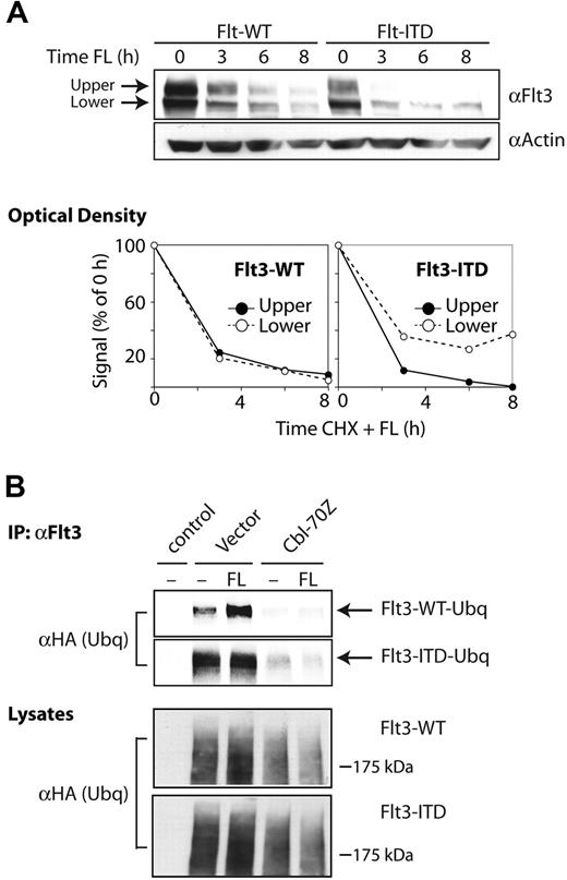 Figure 2. c-Cbl facilitates ubiquitylation of Flt3. (A) Flt3 receptor is rapidly degraded in 32D cells. The 32D cells expressing Flt3-WT or Flt3-ITD receptors were starved overnight, and pretreated for 2 hours with cycloheximide before incubating with FL for the indicated time points. Cells were harvested at the indicated time points, cell lysates were resolved on SDS-PAGE, and Flt3 protein levels were determined using anti-Flt3 antibodies. The densitometric analyses were performed as described in “Materials and methods.” The closed circles (upper) depict degradation of the presumably mature form of Flt3 (160 kDa), while the open circles (lower) show degradation of the immature form of Flt3 (130 kDa). (B) Ubiquitylation of Flt3 is inhibited by Cbl-70Z. COS-7 cells were transiently transfected with plasmid constructs encoding Flt3-WT or -ITD with or without Cbl-70Z, together with a plasmid encoding HA-tagged ubiquitin. At 48 hours after transfection, cells were left unstimulated or were exposed to FL as indicated. Flt3 immunoprecipitates were resolved on SDS-PAGE and ubiquitylation of Flt3 was analyzed by immunoblotting the membranes with an anti-HA antibody.