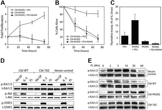 Figure 5. Cbl-R420Q induces ligand-independent growth in cooperation with Flt3 and potentiates Flt3-induced signaling. (A-C) Synergistic induction of ligand-independent proliferation and survival by Flt3-WT + Cbl-R420Q depends on Flt3 kinase activity. The 32D cell lines expressing the indicated constructs were starved overnight and proliferation, viability, and thymidine incorporation were analyzed as described in Figure 3. For panels A and B, results are shown as means plus or minus SD from 3 independent experiments; for panel C, the experiment shows the mean of triplicates (±SD) and is representative of 3 experiments. (D) Cbl influences Flt3-dependent signaling. The 32D-Flt3-WT cells were engineered to express the indicated Cbl proteins, deprived from cytokines overnight and subsequently exposed to the indicated cytokines for 10 minutes. Western blot analyses with the indicated antibodies were performed. (E) Cbl proteins change the kinetics of Flt3-induced Erk activity. Cells were treated as described in panel D with the exception that they were exposed to FL for the indicated time periods. Western blot analyses using phospho-specific antibodies for Erk1/2 were performed.