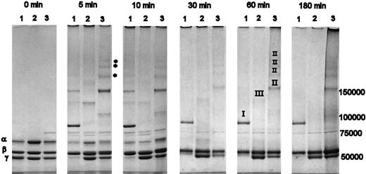 Figure 1. Cross-linking of fibrin variants by FXIIIa. Lane 1 of each panel: recombinant normal fibrin; lane 2: γQ398N/Q399N/K406R; lane 3: γK406R. Roman numerals in the 60-minute time point denote origin of cross-link formations as identified by MALDI-MS and Western blotting with chain-specific antibodies; I: γ-dimers, II: α-γ hybrid formation, III: α-α cross-links. After 5 minutes, nearly all γ-chains and a large proportion of the α-chain were cross-linked in normal fibrinogen. In γK406R, FXIIIa preferentially cross-linked the α-chain; after 180 minutes, a substantial amount of γ-chain remained. No γ-chain cross-linking occurred in γQ398N/Q399N/K406R. In all fibrinogens, early, relatively lower molecular weight, cross-linking bands disappeared over time, as these transient oligomers become incorporated into larger-molecular-weight molecular complexes that do not enter the gel.
