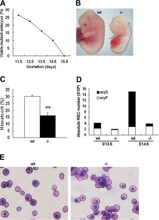 Figure 1. Palladin-deficient embryos show severe anemia. (A) Viability of Palld−/− embryos. The percentage of viable Palld−/− embryos (of the total viable embryos collected) is shown as a function of increasing gestational age. All embryos were derived from Palld+/− intercrosses, so 25% would be expected to be Palld−/−. The analysis was performed on a pure 129SvJ background. At each time point, 40 to 200 embryos were analyzed. (B) An anemic Palld−/− E13.5 embryo and its wt control. (C) Hematocrit values for wt (n = 5) and Palld−/− (n = 5) E13.5 embryos. Error bar represents plus and minus a standard deviation (SD); **P < .01. (D) Peripheral blood counts of wt and Palld−/− E13.5 and E14.5 mouse embryos. Palld−/− embryos exhibit decreased definitive erythrocytes (eryDs) but not primitive erythrocytes (eryPs). (E) Wright-Giemsa staining of peripheral blood smears of wt and Palld−/− embryos at E13.5; Palld−/− peripheral blood contains much less enucleated red blood cells. Images were viewed with an Olympus BX51 microscope with an Olympus UPlanFl 40×/0.75 objective, captured with a SPOT RTKE cooled color CCD camera (Diagnostic Instruments, Sterling Heights, MI), and imported into SPOT software (Diagnostic Instruments). Original magnification, × 400.