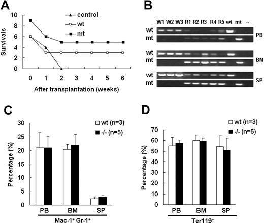 Figure 5. Palld−/− fetal liver hematopoietic stem cells (HSCs) have the ability to reconstitute the hematopoiesis of lethally irradiated mice. (A) Equal numbers of wt or Palld−/− fetal liver cells were injected into lethally rradiated recipient mice, and the survival ratio of recipient mice was measured for 6 weeks. Nine mice received wt fetal liver cells, and 6 mice received Palld−/− fetal liver cells. (B) Genotyping of peripheral blood (PB), bone marrow (BM), and spleen (SP) of recipient mice 2 months after reconstitution shows the dominance of fetal liver–derived cells in the hematopoietic organs of Palld−/− HSC-reconstituted mice. W1 to W3 indicate the recipient mice receiving transplants with wt fetal liver cells; R1 to R5, the recipients of Palld−/− fetal liver cells. (C,D) Proportion of Mac-1+ Gr-1+ (C) and Ter119+ (D) cells among all nucleated peripheral blood cells (PB), bone marrow cells (BM), or spleen cells (SP) in wt and Palld−/− fetal liver cells reconstituted mice. No significant difference was observed between wt and Palld−/− fetal liver cells reconstituted mice. Error bar represents plus and minus a SD.