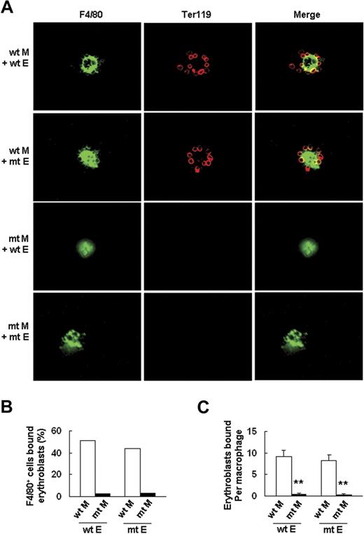 Figure 7. Palld−/− macrophage, but not Palld−/− erythroblast, has an intrinsic defect in the formation of an erythroblastic island. (A) Reconstituted, homologous (wt macrophages/wt erythroblasts or mutant (mt) macrophages/mt erythroblasts), and heterologous (wt macrophages/mt erythroblasts or mt macrophages/wt erythroblasts) erythroblastic islands were immunostained with F4/80 (green) and TER119 (red) antibodies. The result shows that Palld−/− fetal liver macrophage has an intrinsic defect in the formation of an erythroblastic island. Images were viewed with an Olympus BX51 microscope with an Olympus UPlanFl 40×/0.75 objective, captured with a SPOT RTKE cooled color CCD camera (Diagnostic Instruments), and imported into SPOT software (Diagnostic Instruments). FITC (F4/80+ cells) and PE (Ter119+ cells) fluorescence are shown. (B) Percentage of F4/80+ cells that bound erythroblasts in erythroblastic island reconstitution assay. (C) Erythroblasts bound per macrophage in erythroblastic island reconstitution assay. For each combination, 20 macrophages were analyzed. M indicates macrophage; E, erythroblast. Error bar represents plus and minus a SEM; **P < .01. Original magnification, × 400 (A).