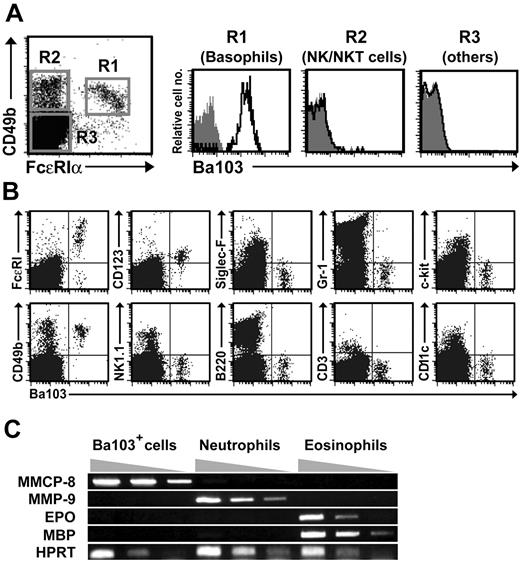 Figure 1. Establishment and selection of mAbs that react with mouse basophils but not with cells of other lineages in the bone marrow. (A) Culture supernatants of B-cell hybridomas established from rats immunized with mouse bone marrow basophils were screened for their ability to stain basophils (FcϵRIα+CD49b+ cells) but not other types of cells in the bone marrow. Bone marrow cells from C57BL/6 or BALB/c mice were reacted with hybridoma culture supernatants together with anti-FcϵRIα and anti-CD49b mAbs. The staining profiles of the C57BL/6 bone marrow cell fractions (R1, R2, and R3, as indicated) that were reacted with the representative hybridoma clone Ba103 are shown. Shaded histograms show the staining with isotype-matched control. Similar profiles were obtained when BALB/c bone marrow cells were analyzed with Ba103 (data not shown). (B) Bone marrow cells from C57BL/6 mice were stained with Ba103 in combination with each of the mAbs specific to the indicated surface markers. Data shown are representative of 5 repeated experiments. (C) Semiquantitative RT-PCR analysis for MMCP-8, MMP-9, EPO, and MBP was performed by using RNA prepared separately from Ba103+ cells, neutrophils (Siglec-F−Gr-1high cells), and eosinophils (Siglec-F+Gr-1med cells) in bone marrow. Data shown are representative of 3 repeated experiments.
