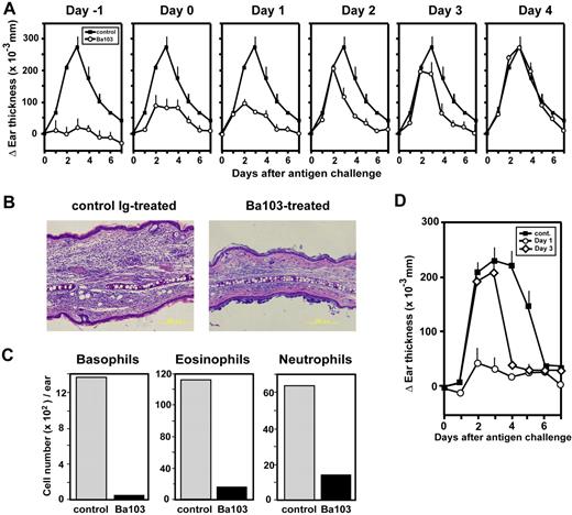 Figure 6. Suppression of the initiation and persistence of IgE-CAI by Ba103 administration in vivo. (A) BALB/c mice were passively sensitized with an intravenous injection of TNP-specific IgE 1 day before being challenged with an intradermal injection of TNP-OVA into the left ear and control OVA into the right ear. The mice were treated with a single intravenous injection of 30 μg Ba103 or control IgG at the indicated time point before or after the antigen challenge. In addition, daily from days −1 to 5 except on the day of the Ba103 injection, the mice were given 30 μg control IgG in place of Ba103. Thus, the control mice (■) received 7 injections of control IgG from days −1 to 5 while the Ba103-treated mice (○) received 1 injection of Ba103 on the indicated day and 6 injections of control IgG on the others. The thicknesses of the left and right ears were measured at the indicated time points. The values of ΔEar thickness, the differences in ear thickness (left-right) at each time point, are plotted. Data are expressed as the mean (± SEM) of 3 mice in each group and are representative of 3 repeated experiments. In these experiments, as well as those shown in panel D, we focused on the incidence of IgE-CAI (the delayed-onset ear swelling); therefore, the early changes in ear thickness, including those of the immediate-phase and late-phase ear swelling, are not plotted. (B) In parallel experiments performed as described in panel A, ear specimens were prepared on day 3 after challenge from mice treated with Ba103 or control IgG on day −1, and stained with Giemsa. Images were acquired using an Olympus IX71 microscope equipped with a 10×/0.30 numerical aperture objective lens (Olympus, Tokyo, Japan). Images were taken using an Olympus DP70 digital camera with the software of DP controller version 2.1.1.183. The images were subsequently processed with Adobe Photoshop 8.0.1 software (Adobe Systems, San Jose, CA). (C) In parallel experiments performed as described in panel A, on day 3 after the TNP-OVA challenge, cells were isolated by treatment with collagenase from the ears of 3 mice injected with Ba103 (■) or control IgG (▩) on day 2 after challenge. After incubation with IgE at 4°C for 30 minutes to saturate FcϵRI, cells from each group of mice were stained for IgE, Gr-1, c-kit, and Siglec-F. Basophils, eosinophils, and neutrophils were defined as IgE+c-kit− cells, Siglec-F+Gr-1low cells, and Siglec-F−Gr-1high cells, respectively. The number of each cell type per ear is shown, and data are representative of 3 repeated experiments. (D) WBB6F1-W/Wv mice were passively sensitized with IgE and then challenged with antigens as described in panel A. The mice were treated with an intravenous injection of 30 μg Ba103 on day 1 and 30 μg control IgG on day 3 (○), control IgG on day 1 and Ba103 on day 3 (◇), or control IgG on both days (■). Data are expressed as the mean (± SEM) of 5 mice in each group and are representative of 3 repeated experiments.