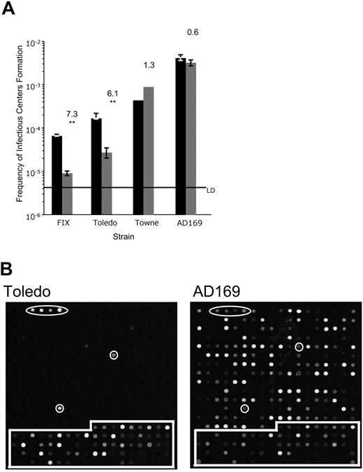Figure 1. Low-passage clinical strains of HCMV, but not laboratory strains, establish a latent infection in cultured CD34+ hematopoietic progenitor cells. (A) Limiting dilution analysis was used to determine frequency of infectious center formation in CD34+ cells infected with low-passage (FIX and Toledo) or laboratory (Towne and AD169) strains at 10 to 14 dpi. The frequency is calculated as 1 over the number of cells required to yield one infectious center. The bars represent the average frequency of infectious center formation in the reactivation experiment (■) or the lysate control (▒) in at least 3 independent experiments for FIXwt, Toledo, and AD169 and two independent experiments for Towne. The standard error of the means is shown. The top number above each pair of bars reports the fold increase in infectious center formation in the reactivation compared with the lysate control. Using the paired Student t test, the probability (P) that the difference between the 2 averages is significant was calculated. Statistical significance is indicated by ** for P ≤ .01. All other pairs do not represent a significant difference (P > .05). The line marks the limit of detection (LD) for the assay. (B) CD34+ cells infected with Toledo or AD169 at a multiplicity of 5 PFU/cell were purified 20 hours later by FACS and seeded into long-term bone marrow cultures. Linearly amplified RNA was analyzed using the HCMV array at 20 dpi infection. All RNAs were hybridized in triplicate. Arabidopsis cDNA spots used as positive controls are circled. Cellular cDNA spots used for normalizing arrays are boxed. All other spots represent HCMV ORFs.