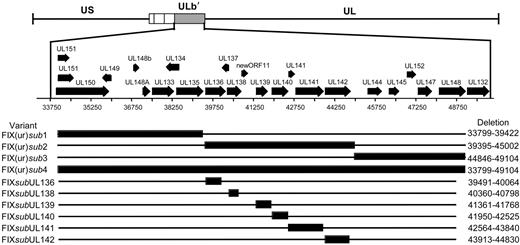 Figure 2. Schematic of ULb′ region recombinant viruses. Large regions or individual ORFs within the ULb′ region were substituted by linear recombination into the FIX strain cloned as a BAC. Black bars represent the region missing in the recombinant virus, and the nucleotides missing are shown to the right of each variant.