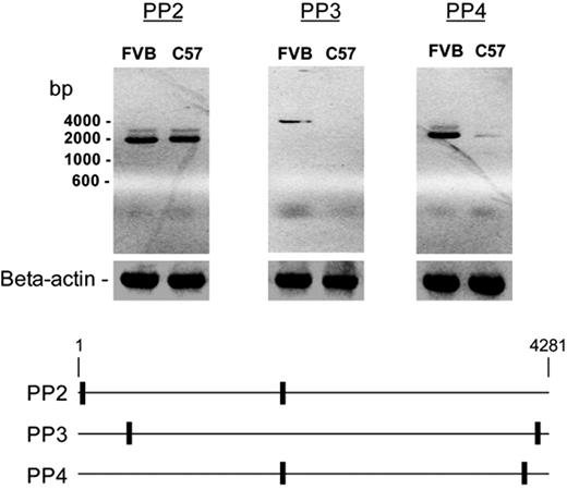 Figure 2. A composite of agarose gels depicting the products of mouse ADAMTS13 mRNA by RT-PCR. mRNA isolated from the livers of a FVB/NJ mouse and a C57BL/6J mouse was reverse transcribed and amplified with the indicated primer pairs. The analysis yielded similar levels of products with primer pair PP2 but much lower levels of products with primer pairs PP3 or PP4 in C57/BL/6J mice, suggesting that most of the mRNA was truncated. The approximate locations of the primers are illustrated in the bottom panel.