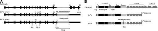 Figure 3. Mapping of coding sequences of mouse ADAMTS13 cDNA and the domain structures of the predicted proteins. (A) A full-length coding sequence consisting of 29 exons was cloned from a FVB/NJ mouse, whereas 2 coding sequences (IAP-a and IAP-b) were cloned from a C57BL/6J mouse. Both IAP variants ended with an exon consisting of sequences from the LTR of IAP and its 5′ flanking intronic sequence. IAP-b differed from IAP-a in that its exon 15 contained extra residues from intron 15 and lacked the exon 16 of IAP-a. As estimated by real-time RT-PCR using 2 primer pairs indicated in this panel, IAP-b accounted for 26% of the total ADAMTS13 mRNA. (B) The predicted domain structures of the 3 forms of ADAMTS13 cloned from mouse livers. Both IAP variants ended with a 16-residue sequence derived from the aberrant exon 24. A 61-residue sequence in the spacer domain of IAP-a was replaced by a novel sequence of 52 residues encoded by the extraneous sequence of exon 15.
