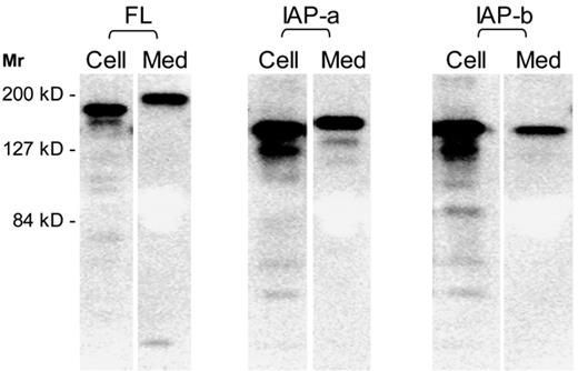 Figure 4. Synthesis and secretion of mouse ADAMTS13. Mouse ADAMTS13 cDNA constructs were used to transfect HEK 293T cells. The synthesized proteins were separated by SDS-PAGE and visualized by immunoblotting with ant-V5 tag sequence. A representative composite gel of ADAMTS13 proteins in the cell lysates and culture media for each cDNA. The cell lysates were diluted by 2-fold for the analysis.