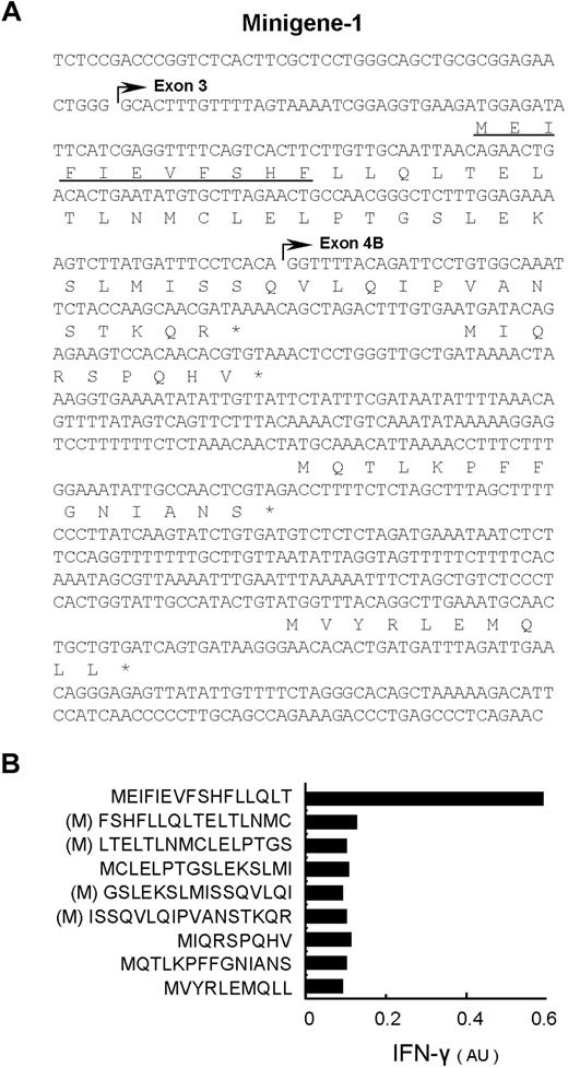 Figure 3. The nucleotide and deduced amino-acid sequences of minigene-1 encoding the CTL-2A12 mHA epitope. (A) Exon 2 encoding the original start codon in HMSD was deleted. After searching all frames, 2 reading frames in the HMSD-v transcript shown here were found to be able to encode polypeptides longer than 9 aa's starting with an ATG codon. Polypeptides longer than 9 aa's are all indicated. Asterisks indicate a stop codon. The start of exon 3 and exon 4B are indicated with horizontal arrows. The epitope recognized by CTL-2A12 is underlined (see Figure 4). (B) Six small minigenes with 9 aa's overlapping derived from the longest 53-mer polypeptide and downstream 3 minigenes (shown in panel A) were expressed in 293T/B*4403 cells and cocultured with CTL-2A12. Production of IFN-γ was similarly measured by ELISA. Release of IFN-γ is expressed in arbitrary units (AUs) corresponding to optical density at 630 nm. (M) indicates an artificially added methionine as a start codon.
