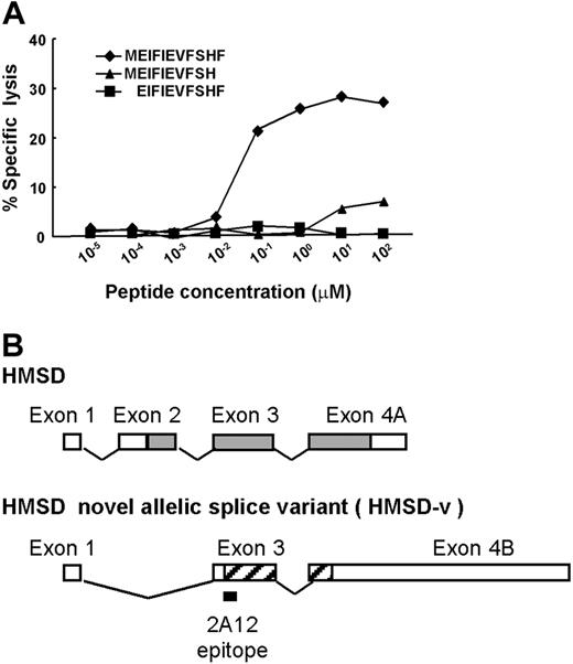 Figure 4. Identification of the CTL-2A12 minimal mHA epitope. (A) A peptide reconstitution assay was conducted to determine the concentration of peptides needed to stimulate CTL-2A12. Undecameric peptide (MEIFIEVFSHF), its C-terminal deleted decameric peptide (MEIFIEVFSH), and N-terminal deleted decameric peptide (EIFIEVFSHF) were synthesized and titrated by adding to the antigen-negative donor B-LCL. (B) Transcript of HMSD (encoding a 139-mer polypeptide) predicted by computer algorithm is indicated with ▩. ▨ indicates the presumed HMSD-v transcript region encoding a 53-mer polypeptide starting with an ATG codon and including the CTL-2A12 epitope. The location of the identified 2A12 epitope is shown below the HMSD-v cDNA. These 2 polypeptides have no homology because they are translated from different reading frames.