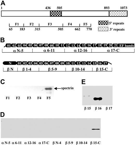 Figure 1. Identification of spectrin-RESA binding sites. (A) Schematic representation of RESA protein and recombinant fragments. The locations of the 5′ and 3′ repeat regions, and the positions in the sequence of the expressed fragments are indicated. (B) Schematic representation of the spectrin α- and β-chains, showing the domain structure, and locations in the sequence of expressed recombinant fragments. The boundaries of all spectrin fragments and single repeats were defined by SMART annotations. (C) Binding of spectrin dimer to RESA fragments. Spectrin dimer was incubated for 30 minutes at room temperature with each of the MBP-tagged RESA fragments, and binding was assessed by pull-down assay; the bound fragment was detected by blotting with antispectrin antibody after SDS-PAGE. (D) Binding of recombinant spectrin fragments to the RESA F5 fragment. Recombinant GST-tagged spectrin fragments were incubated with RESA F5 and binding was assayed as described for panel C, using anti-GST antibody for detection. (E) Binding of single GST-tagged β-spectrin repeats to RESA F5 fragment. Binding assays were performed as above. Note binding to βR16 only.