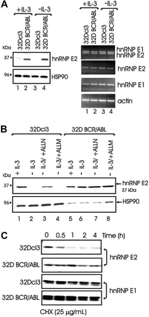 Figure 1. BCR/ABL posttranslationally enhances hnRNP-E2 expression by increasing its protein stability. (A) Western blot (left panel) and RT-PCR (right panel) analyses of hnRNP-E2 expression in parental and BCR/ABL-transduced 32Dcl3 cells cultured in the presence of IL-3 or IL-3 deprived for 8 hours. (B) Effect of ALLN (25 μM) and ALLM (25 μM) on hnRNP-E2 levels. Note that 100 μg and 25 μg lysates from 32Dcl3 and 32D-BCR/ABL cells were loaded for each lane, respectively. (C) Effect of the protein synthesis inhibitor cycloheximide (CHX) on hnRNP-E2 and hnRNP-E1 levels in parental and BCR/ABL-transduced 32Dcl3 cells.