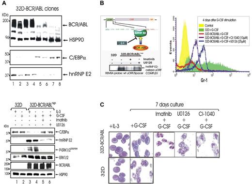 Figure 4. Effect of ERK-dependent hnRNP-E2 down-regulation on C/EBPα expression and neutrophilic differentiation of 32D-BCR/ABLhigh cells.(A) Protein levels of C/EBPα and hnRNP-E2 in newly established 32Dcl3 cell clones expressing different levels of p210-BCR/ABL (top panel). Levels of C/EBPα, hnRNP-E2, phospho-ERK1/2, total ERK1/2, and BCR/ABL in 32Dcl3 cells and untreated, imatinib-treated, and U0126-treated 32D-BCR/ABL cells expressing high levels of the p210-BCR/ABL oncoprotein (32D-BCR/ABLhigh) (bottom panel). Cells were cultured in the presence of IL-3 or G-CSF. (B) REMSA with 32P-labeled WT-uORF/spacer CEBPA oligoribonucleotide probe and cytosolic lysates from 32Dcl3 cells and untreated, imatinib-treated, and U0126-treated 32D-BCR/ABLhigh cells (left panel). Expression of Gr-1 on 32Dcl3 and untreated, U0126-treated, and CI-1040–treated 32D-BCR/ABLhigh cells upon G-CSF stimulation for 4 days (right panel). (C) May-Grunwald/Giemsa staining of 32Dcl3 and 32D-BCR/ABLhigh cells cultured with IL-3 or G-CSF for 7 days in the presence or absence of imatinib, U0126, or CI-1040.
