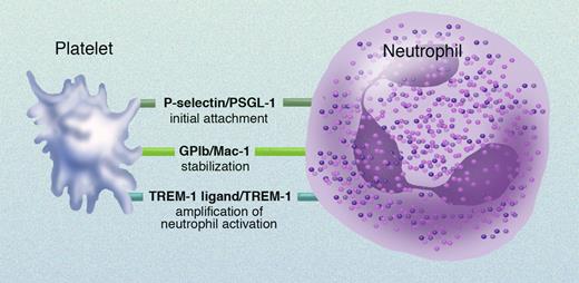 Receptor/counterreceptor pairs involved in platelet-neutrophil interactions. Professional illustration by Marie Dauenheimer.