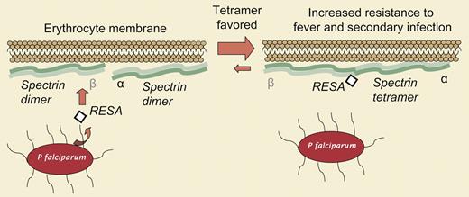 A malarial protein stabilizes spectrin and inhibits erythrocyte invasion by additional parasites.