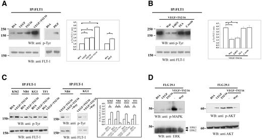 Figure 3. Modulation of FLT-1 tyrosine phosphorylation in AML cell lines. (A) Effect of various treatments on FLT-1 tyrosine phosphorylation in FLG 29.1 cells. Serum-starved FLG 29.1 cells were stimulated with BSA (250 μg/mL), VEGF165 (100 ng/mL), TS2/16 antibody (20μg/mL), or both VEGF165 andTS2/16, as well as with PlGF (50 ng/mL), for 30 minutes. Total cell lysates were immunoprecipitated with anti-FLT-1 antibody. Immunoprecipitates were fractionated on SDS-PAGE and subjected to WB analysis with the anti p-Tyr antibody (top). The same blot was reprobed with anti-FLT-1 antibody (bottom). Inset, Densitometric analysis of data obtained treating the cells as in panel A. The analysis was performed as described in “Materials and methods”; data are means (± SEM) of 3 separate experiments. *Statistically significant differences between samples indicated by the horizontal bars. VEGF-treated cells vs BSA-treated cells, Student t test, P = .01; TS2/16-treated cells vs BSA-treated cells, Student t test, P = .02; VEGF plus TS2/16-treated cells vs BSA-treated cells, Student t test, P = .01; PlGF-treated cells vs BSA-treated cells, Student t test, P = .023. (B) Effect of various ion channel blockers on FLT-1 tyrosine phosphorylation in FLG 29.1 cells. Serum-starved FLG 29.1 cells were stimulated with VEGF165 andTS2/16 for 30 minutes, in the absence or presence of inhibitors of different potassium channels: Way (1 μM) or E4031 (1 μM; both specific inhibitors of hERG1 K+ channels); tetra-ethyl-ammonium (5 mM); a wide inhibitor of K+ channels, proven not to affect hERG1 channels at 5 mM concentration); C. toxin (1 μM; an inhibitor of Ca2+-dependent K+ channels that are known to be expressed in leukemia cells). Total cell lysates were treated as in panel A. Inset, Densitometric analysis of data obtained treating the cells as in panel B. The analysis was performed as described in Document S1; data are means (± SEM) of 3 separate experiments. *Statistically significant differences between samples are indicated by the horizontal bars. VEGF plus TS2/16-treated cells vs VEGF plus TS2/16 plus Way-treated cells, Student t test, P = .03 and VEGF plus TS2/16-treated cells vs VEGF plus TS2/16 plus E4031-treated cells, Student t test, P = .04. (C) Effect of VEGF plus TS2/16 treatment on FLT-1 tyrosine phosphorylation on various AML cell lines (left). Serum-starved AML cells were stimulated with BSA (250 μg/mL) or VEGF165 (100 ng/mL) plus TS2/16 antibody (20 μg/mL) for 30 minutes. Cell lysates, IPs, and WBs were performed as described in panel A. Effect of hERG inhibitors on FLT-1 tyrosine phosphorylation of AML cell lines (right). Culture conditions, cell stimulation, IPs, and WBs were performed in the same conditions as in panel A. Inset, Densitometric analysis of FLT-1 phosphorylation in AML cell lines stimulated with BSA or VEGF plus TS2/16. The analysis was performed as described in Document S1; data are means (± SEM) of 3 separate experiments. VEGF plus TS2/16-treated cells vs BSA-treated cells, Student t test, P < .05 for all the cell lines tested. (D) Effects of VEGF165, TS2/16, and Way on MAPK (left) and Akt phosphorylation in FLG 29.1 leukemia cells. Cell lysates were obtained from FLG 29.1 cells treated with BSA, VEGF165, TS2/16, or VEGF plus TS2/16, the latter either in the absence or in the presence of 1 μM Way for 30 minutes. Proteins were blotted and probed with the anti p-MAPK antibody (right) or the anti phospho Akt antibodies (Document S1). Reprobing the membranes with anti ERKs antibody or anti-Akt antibody is reported in the bottom panels.