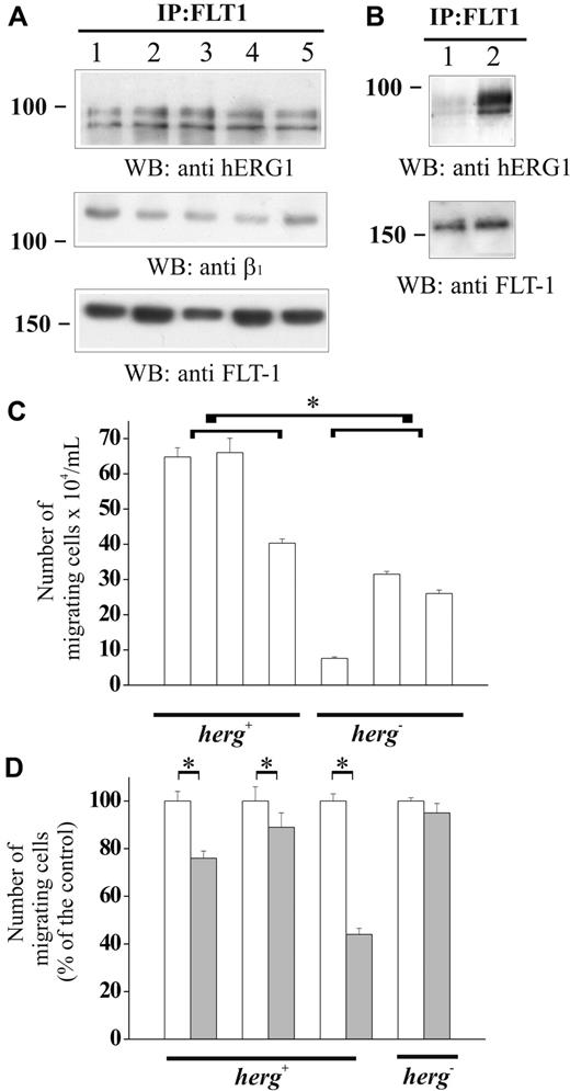 Figure 6. Physical association between FLT-1 receptor, hERG1, and β1 integrin subunit in primary AML blasts: effect on cell migration. (A) Co-immunoprecipitation of FLT-1 and hERG1 in primary AML blasts. Cell lysates from 5 AML cases of different FAB (respectively, M4, M2, M6, M5, and M2; 3 of the cases correspond to samples reported in Table 1: 1 is A45, 3 is A64, and 5 is A53), cultured in the presence of serum were immunoprecipitated with anti FLT-1 antibody; blots were probed with anti pan hERG1 antibody (top), anti-β1 antibody (middle), and anti FLT-1 antibody (bottom). (B) Co-immunoprecipitation of FLT-1 and hERG1 in primary peripheral CD34+ cells. Cell lysates were obtained from CD34+ (lane 1) and CD34+ treated for 12 hours in vitro with IL-3, granulocyte colony-stimulating factor, and granulocyte-macrophage colony-stimulating factor31 (lane 2); blot was probed with anti-pan hERG1 antibody (top) and anti-FLT-1 antibody (bottom). (C) Effect of hERG1 expression on primary AML blast migration. The migration assay was performed as reported in the legend to Figure 4 on leukemic blasts isolated from PB of 6 AML samples. Cells were treated as reported in the legend to Figure 4B. Left, hERG1+ samples (A34, A42, A7). Right, hERG1− samples (A54, A10, A13). Values are reported as number of migrated cells/mL. The average number of migrated cells of hERG1+ samples (570 567 ± 83 749) was significantly higher (Student t test, P = .033*) than in hERG1− samples (217 000 ± 72 266). The average of migrated cells of flt1-negative cells was: hERG1+ samples (182 500 ± 11 000), hERG1− samples (120 000 ± 7400). (D) Effect of Way (1 μM) on migration of primary leukemia cells expressing or not expressing hERG1 channels. The migration assay was performed as described in the legend to Figure 4 on 3 hERG1+ leukemia samples (2 of which correspond to samples in panel A, on the left) and on one hERG1− sample (A60; on the right). Cells were treated (▒) or not (□) with Way 123 398 (1 μM). Values are reported as percentage of the control and each determination represents the average of 3 individual chambers (bars ± SEM). *Statistically significant differences between samples indicated by the horizontal bars. * = P < .05, Student t test. Error bars represent standard deviation.