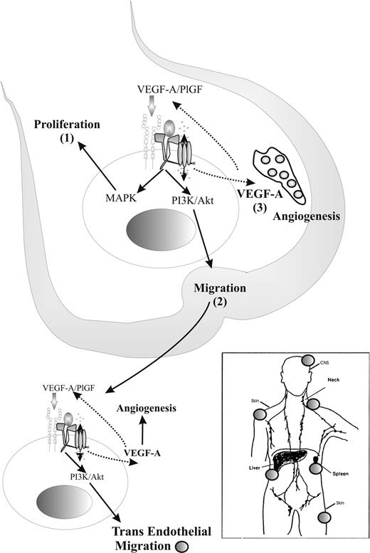 Figure 10. Proposed model for the role of hERG1 channels and the FLT-1/hERG1/β1 complex in regulating (i) leukemia cell proliferation and migration within the BM, and (ii) AML cell exit into PB stream and subsequent transendothelial migration into extramedullary organs.