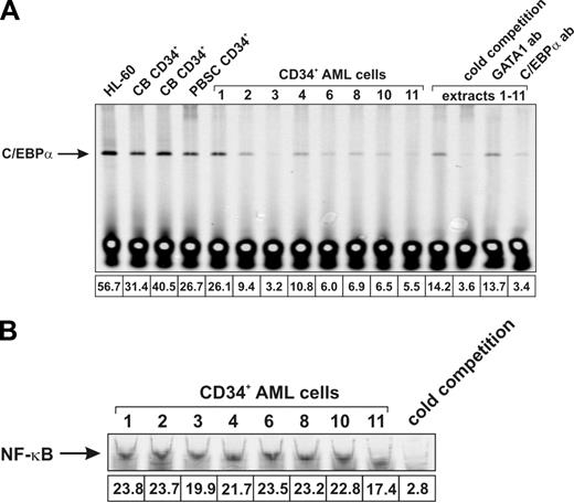 Figure 1. C/EBPα has impaired DNA-binding capacity in patients with AML. (A) DNA-binding experiment using a C/EBPα-specific probe with nuclear extracts of 25 000 sorted CD34+ AML cells. Nuclear extracts of 25 000 HL-60, 2 independent batches of CB CD34+ cells, and 1 batch of CD34+ cells isolated from the mobilized peripheral blood of an allogeneic donor are shown as control. Nuclear extracts taken from patient nos. 1 to 11 were mixed, and were used in cold competition experiments using 50-fold excess of unlabeled probe. Supershift experiments were performed with a C/EBPα-specific antibody as well as with control antibodies against GATA1. Data of a representative example of 3 independent experiments are shown. The intensity of C/EBPα DNA binding is indicated below the lanes. (B) EMSA experiment as in panel A, but now nuclear extracts were incubated with a NF-κB–specific probe. Cold competition experiments were performed using 50-fold excess of unlabeled probe.