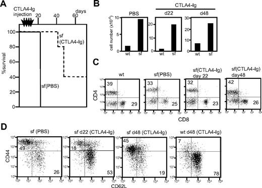 Figure 6. Effect of CTLA4-Ig injection in scurfy mice. (A) Lifespan of CTLA4-Ig–injected (dotted line, n = 5) and phosphate-buffered saline–injected (solid line, n = 3) scurfy mice. Intraperitoneal CTLA4-Ig injection took place every 4 days from day 7 until day 19 after birth (shown above the panel) (P < .001). (B) Total cell number of inguinal lymph nodes from phosphate-buffered saline– and CTLA4-Ig–injected scurfy (sf) and wild-type (wt) mice. (C,D) Surface antigen analysis of T cells from CTLA4-Ig–injected scurfy mice. Numbers in each quadrant indicate the percentage of cells in each region against the total. (C) CD4 and CD8 and (D) CD44 and CD62L (CD4 gated) surface phenotypes of inguinal lymph node cells from wild-type and scurfy mice. Cells were isolated from CTLA4-Ig–injected scurfy mice at day 22 (d22) and day 48 (d48) after birth. As a control, data from phosphate-buffered saline–injected scurfy mice at day 22 are shown.
