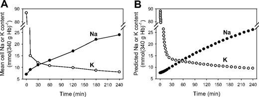 Figure 4. Comparison of observed and model-simulated changes in the mean Na+ and K+ content of RBCs during the dehydration-rehydration protocol. RBCs were treated as described for Figure 1A and sampled for their Na+ and K+ contents, measured by flame photometry (see “Materials and methods”). (B) The Lew-Bookchin red cell model41 was used to simulate the sequence followed in the experiment of Figure 3A to estimate the required changes in Na+ and K+ permeabilities (PNa, PK) that would reproduce the extents and time course of the measured mean Na+ and K+ content changes in panel A. The PNa and PK values used for the fit shown were 0.015 h−1 (PNa through Pcat, a 10-fold increase over the normal mean electrodiffusional component of the Na+ permeability of about 0.0015 h−1 41,43) and 10 h−1 (PK through Gardos channels), respectively. The electrodiffusional anion permeability was set at 50 h−1 to represent the effect of 10 mM SCN−.42
