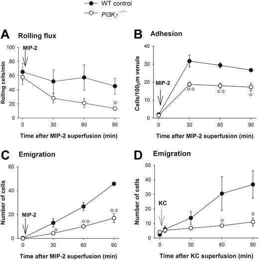 Figure 1. Leukocyte recruitment in CXC chemokine-superfused cremasteric postcapillary venules in WT and PI3Kγ-/- mice. (A) The flux of rolling leukocytes, (B) leukocyte adhesion, (C) leukocyte emigration in response to MIP-2, and (D) leukocyte emigration in response to KC in cremasteric postcapillary venules are shown. After measurement of basal leukocyte recruitment (at time 0), leukocyte recruitment was induced by superfusion of the cremaster muscle preparation with 5 nM MIP-2 or KC as indicated (arrow) and the recruitment parameters determined in cremasteric venules (n = 3 to 4 in each group). *P < .05 and **P < .01 as compared with each value in WT mice. Error bars represent means plus or minus SEM.