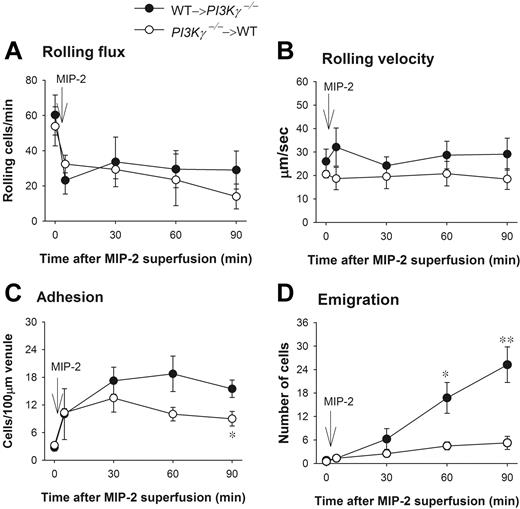Figure 2. Leukocyte recruitment in chemokine MIP-2-superfused cremasteric postcapillary venules in chimeric mice. (A) The flux of rolling leukocytes, (B) leukocyte rolling velocity, (C) adherent, and (D) emigrated leukocytes in MIP-2-superfused cremasteric postcapillary venules of chimeric mice are shown. WT and PI3Kγ-/- mice were reconstituted with PI3Kγ-/- and WT bone marrow and indicated as PI3Kγ-/-→WT and WT→ PI3Kγ-/-, respectively. After measurement of basal leukocyte recruitment (at time 0), leukocyte recruitment was induced by superfusion of the cremaster muscle preparation with 5 nM MIP-2 (arrow) and the recruitment parameters determined in cremasteric venules from these chimeric mice (n = 4 in each group). *P < .05 and **P < .01 as compared with each group of opposite chimeric mice. Error bars represent means plus or minus SEM.