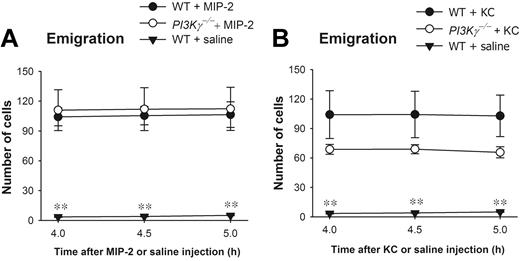 Figure 3. Leukocyte emigration in CXC chemokine 4- to 5-hours-treated cremasteric postcapillary venules in WT and PI3Kγ-/- mice. The number of emigrated neutrophils in cremasteric postcapillary venules after intrascrotal injection of (A) MIP-2 and (B) KC in WT and PI3Kγ-/- mice was determined. These chemokines were injected as a single dose of 1 μg in 200 μL saline (n = 3 to 7 in each group). The control WT mice were injected with 200 μL saline (n = 4). Leukocyte emigration was determined by intravital microscopy at 4, 4.5, and 5 hours after the treatment. **P < .01 as compared with WT or PI3Kγ-/- mice treated with MIP-2 or KC. Error bars represent means plus or minus SEM.